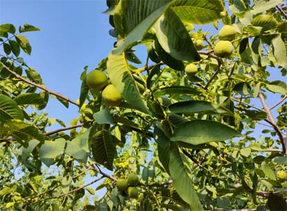 庆阳鑫欣果核桃园