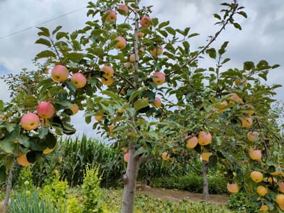 庆阳鑫欣果苹果园
