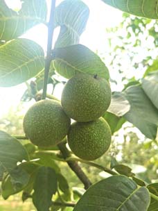 庆阳鑫欣果核桃油