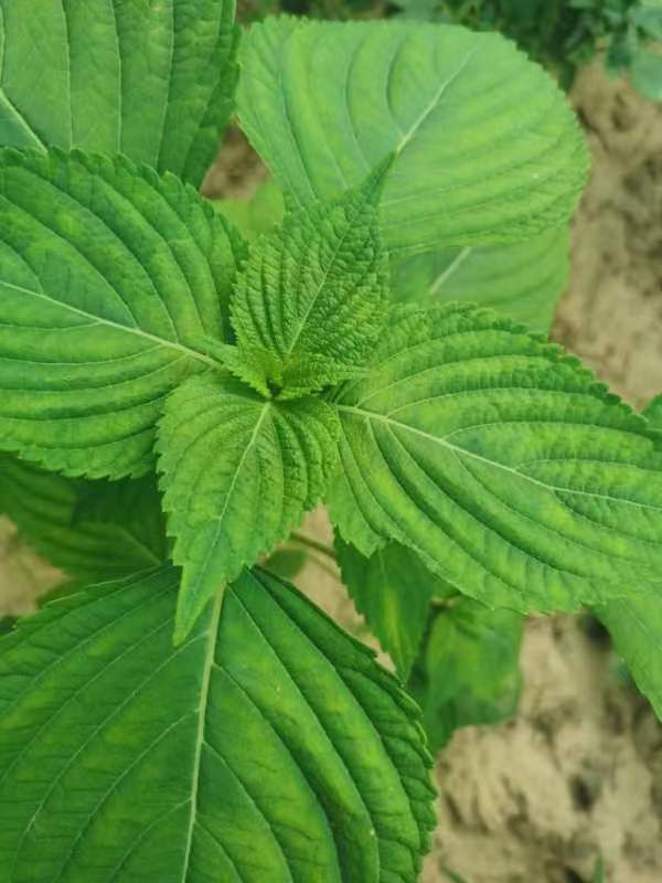 庆阳鑫欣果-紫苏籽油的效用