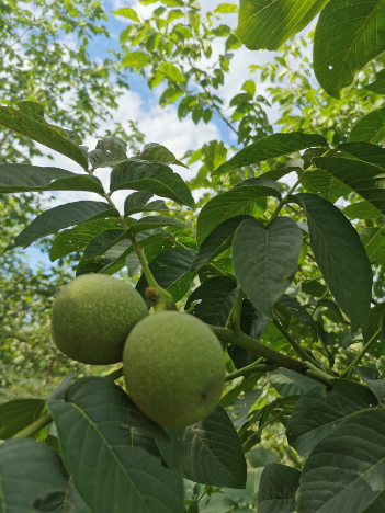 核桃油的功效和作用